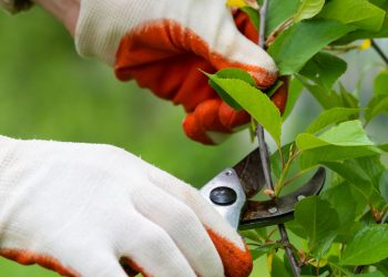 Why Tree Maintenance Matters for Residential and Commercial Properties