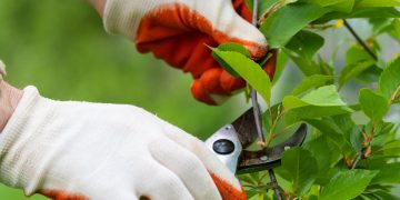 Why Tree Maintenance Matters for Residential and Commercial Properties