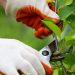 Why Tree Maintenance Matters for Residential and Commercial Properties